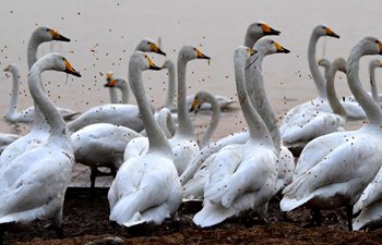 Migratory white swans spend winter time in central China