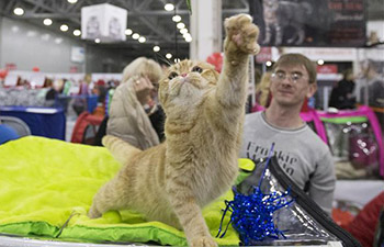 Annual cat show held in Moscow, Russia