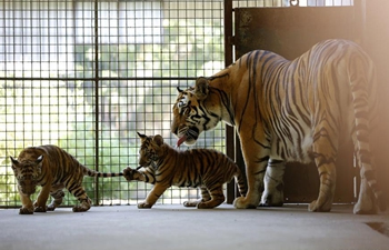 Two tiger cubs meet with public in Yangon Zoological Garden