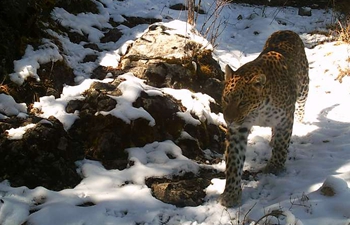 Infrared camera captures wild leopard in China's Qinghai