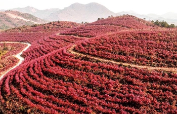 Picturesque scenery of blueberry cultivation base in central China