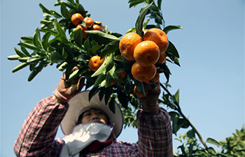 Harvest scene in south China's orange orchards