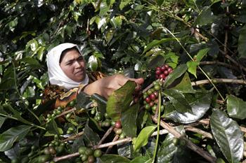 Gayo arabica coffee beans picked in Aceh, Indonesia
