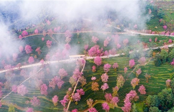 Cherry valley seen in SW China