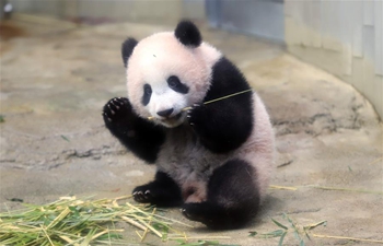Panda cub Xiang Xiang to make public debut at Tokyo zoo