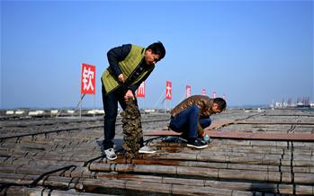Farmers harvest oysters in China's Guangxi