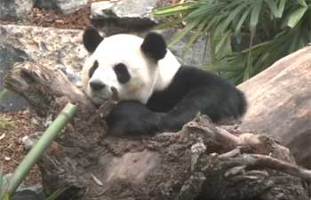 Calgary welcomes Chinese pandas with grand celebration