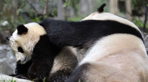 大熊猫“姚曼”强制给幼仔洗澡 熊猫宝宝一脸不情愿