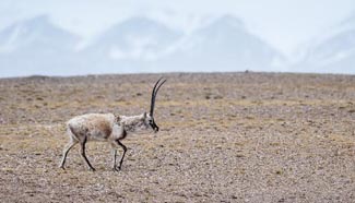 Pregnant Tibetan antelopes' annual migration underway