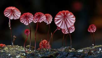 World of mushrooms