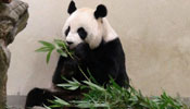 Taipei panda Yuan Yuan "pretends" to be pregnant