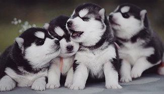 In pics: Huskies quadruplets