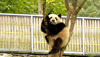 In pics: a sleepy panda in Sichuan