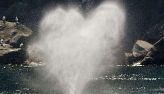 Heart-shaped spray from whale photographed