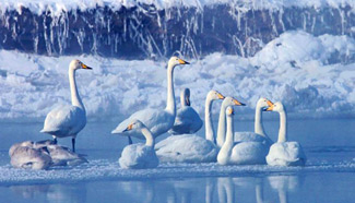Swans enjoy cold weather in China's Gansu