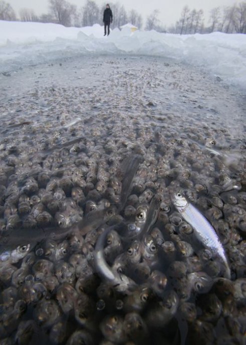 冰下缺氧的鱼儿7