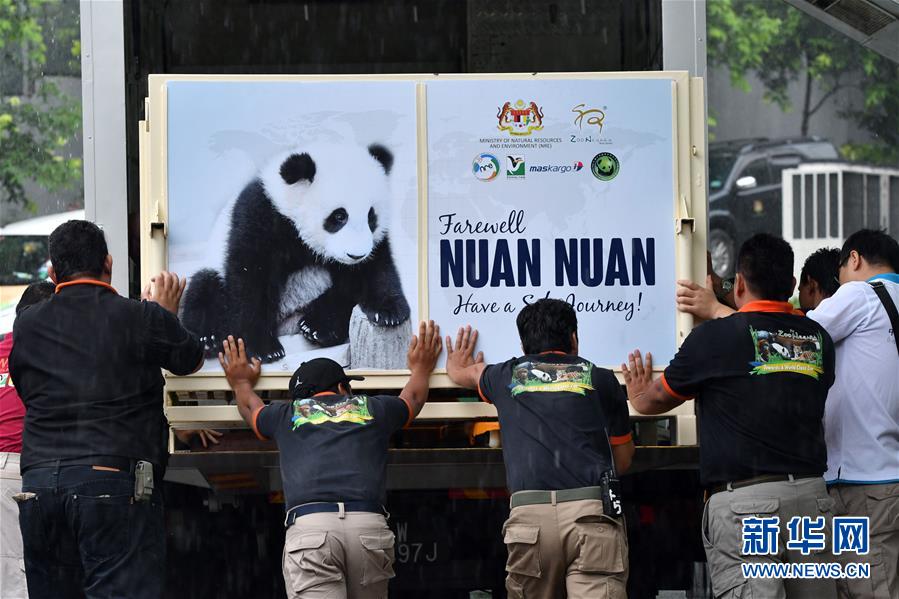 （国际）（2）出生在马来西亚的大熊猫“暖暖”启程回国