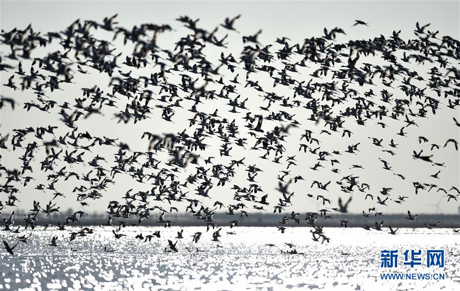（环境）（1）天津北大港湿地迎来大批迁徙候鸟
