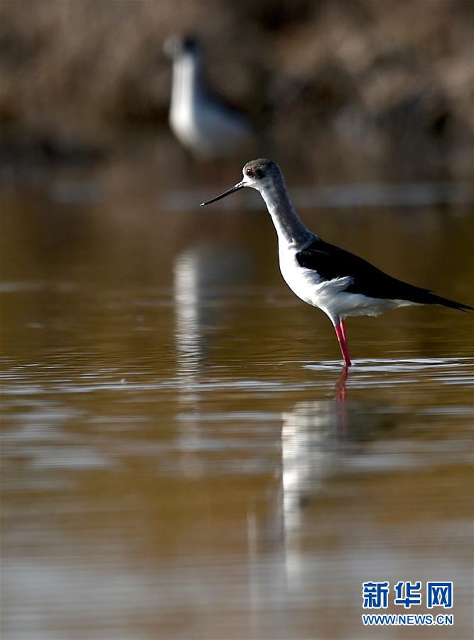 （环境）（3）天津北大港湿地迎来大批迁徙候鸟