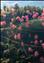  这是云南南涧无量山深处开放的樱花（12月9日摄）。新华社记者 秦晴 摄