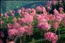 这是云南南涧无量山深处开放的樱花（12月9日摄）。新华社记者 秦晴 摄
