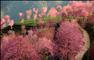 这是云南南涧无量山深处开放的樱花（12月9日摄）。新华社记者 秦晴 摄