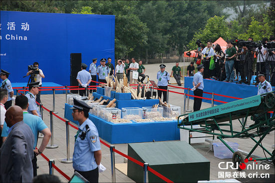中国公开销毁662公斤非法象牙制品(图)