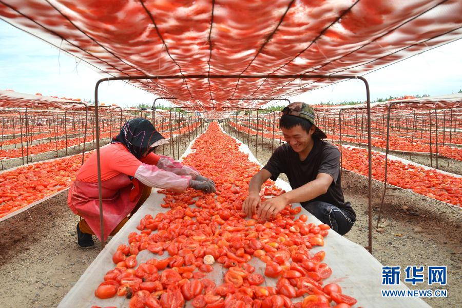 #（农业）（2）新疆兵团：提高番茄附加值 迎来出口开门红