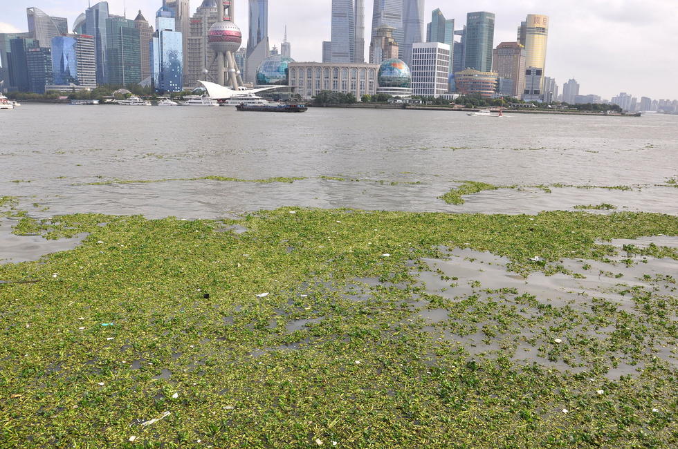 水葫芦入侵黄浦江 上海外滩江面铺上“绿毯”