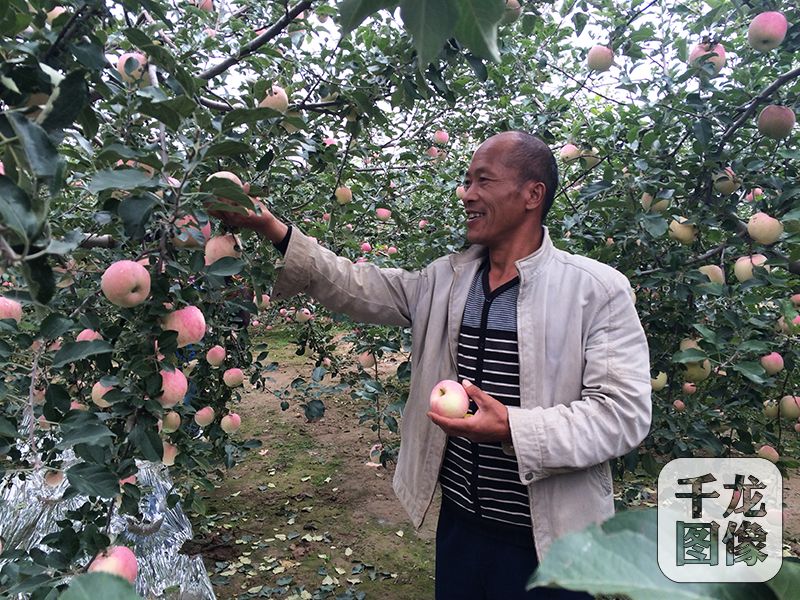 到了丰收的季节，城川乡小寨村村民杨道道在自家果园里采摘苹果。千龙网记者 马文娟 摄