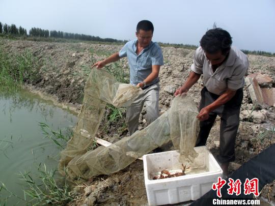 小龙虾在塔河上游规模养殖繁育 实现亩千斤稻