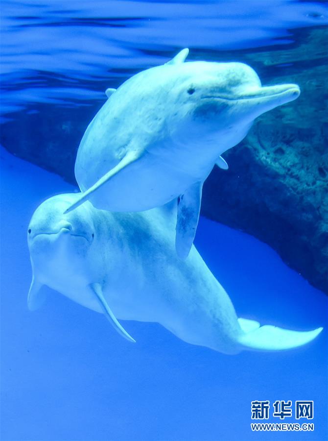 （环境）（7）“海上大熊猫”中华白海豚亮相珠海