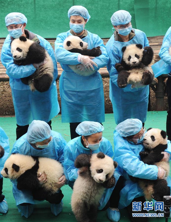 （社会）（2）成都：23只熊猫宝宝贺新春