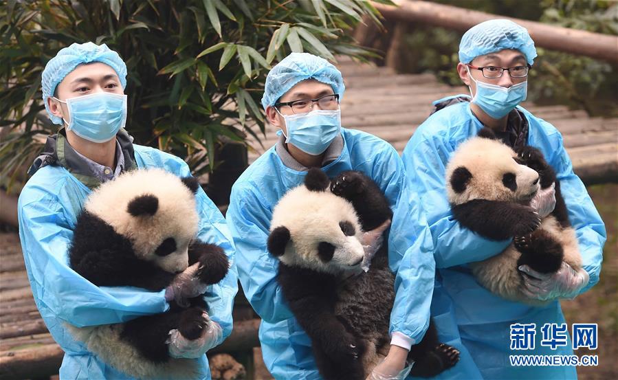 （社会）（3）成都：23只熊猫宝宝贺新春