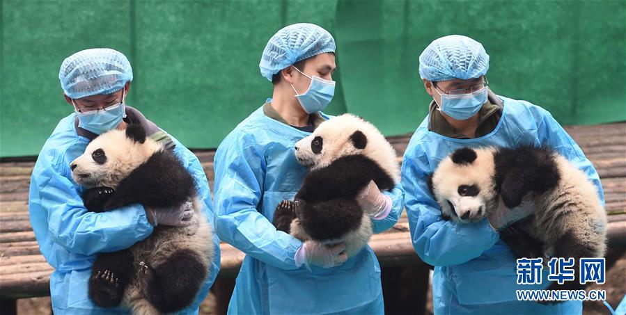 （社会）（6）成都：23只熊猫宝宝贺新春