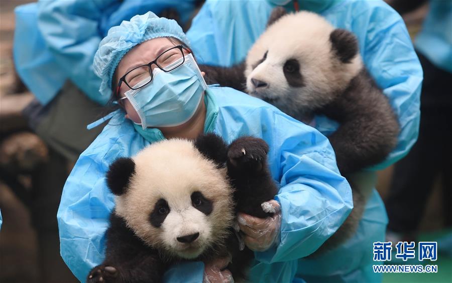 （社会）（7）成都：23只熊猫宝宝贺新春