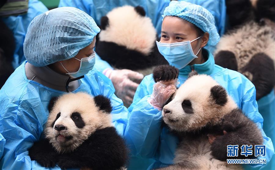 （社会）（8）成都：23只熊猫宝宝贺新春