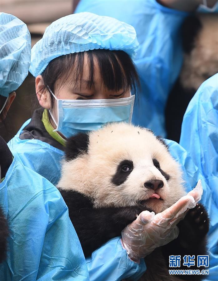 （社会）（10）成都：23只熊猫宝宝贺新春