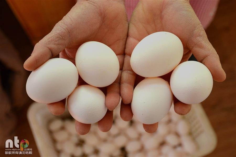 山东聊城: 本命年 鸡蛋价格跌入 2时代