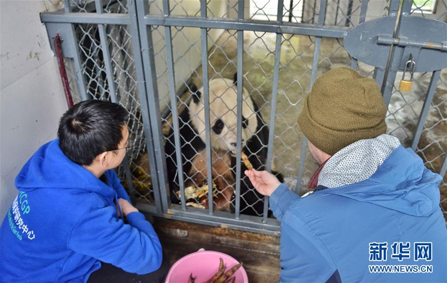 （社会）（1）旅美大熊猫“宝宝”回国后状态良好
