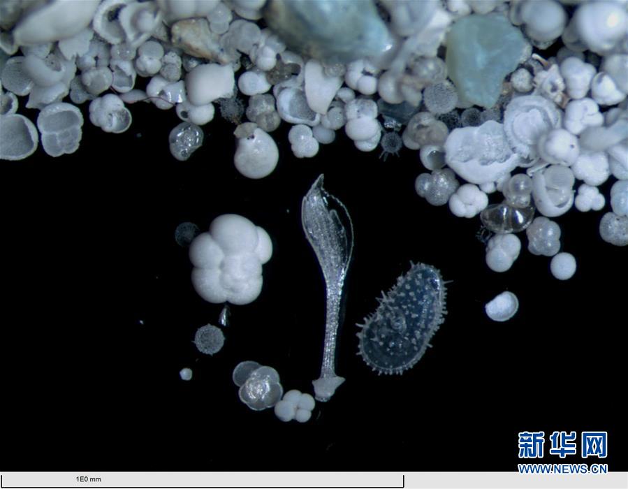 （图文互动）（5）绚丽多彩3000万年：有孔虫讲述的“南海神话”