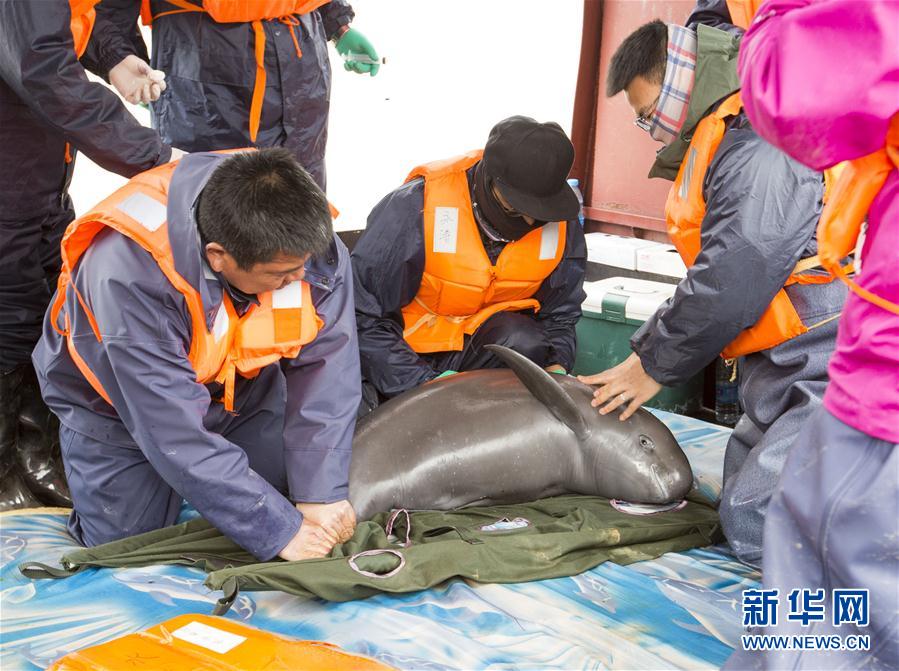 #（环境）（5）我国再次启动长江江豚迁地保护计划