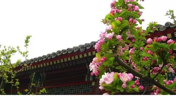 【美文】海棠花祭