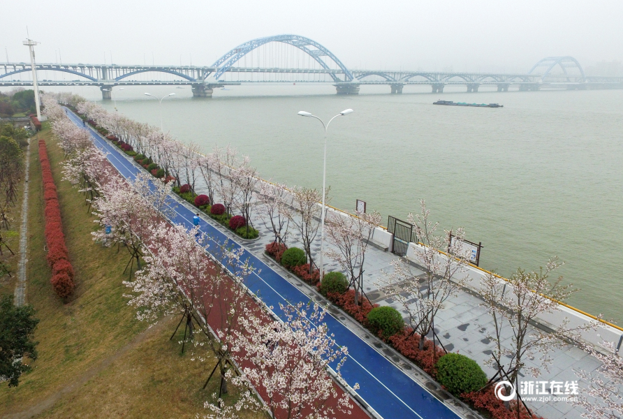 美爆了!杭州滨江最美跑道变身樱花大道