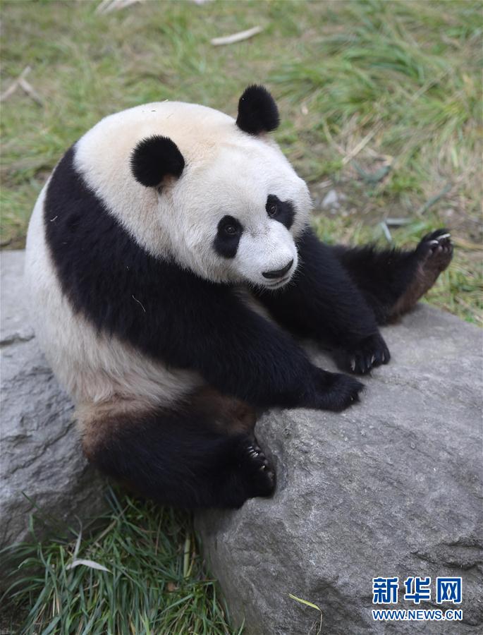 大熊猫 星雅 武雯 赴荷兰参加科研合作