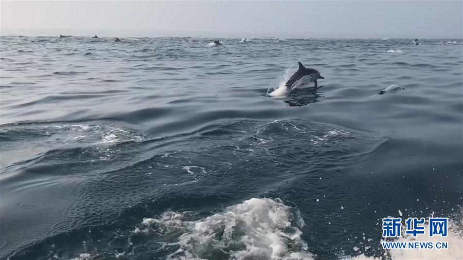 （环境）（1）南澳岛海域上演“海豚竞速”