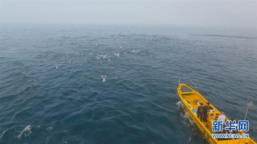 （环境）（2）南澳岛海域上演“海豚竞速”