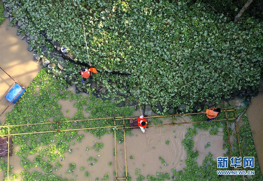 #（环境）（6）广西柳州清理水浮莲保护水环境