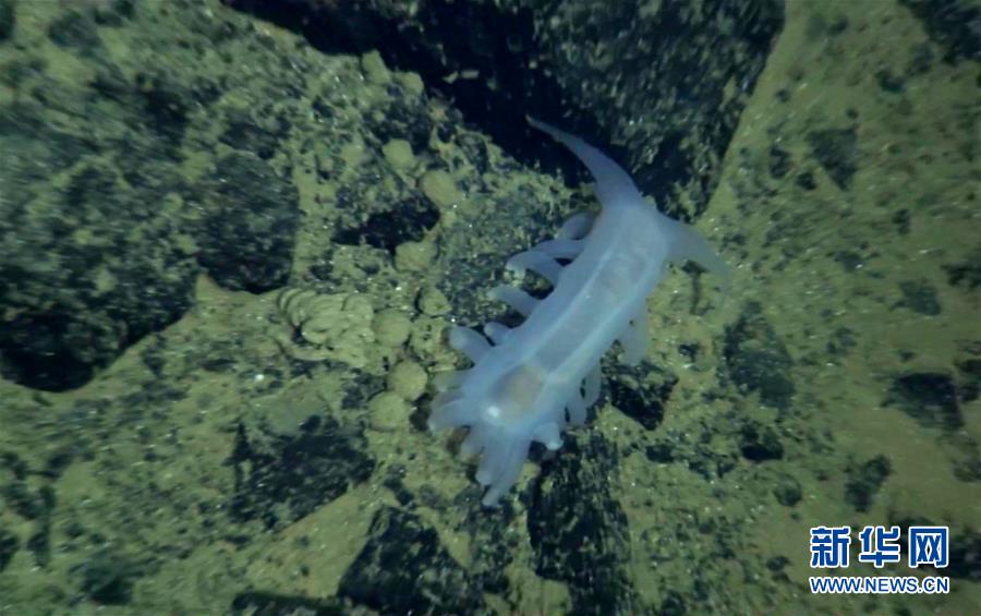 （“蛟龙”潜深渊·图文互动）（4）雅浦海沟动物世界探秘：“蛟龙”号5000米深海大型动物见闻