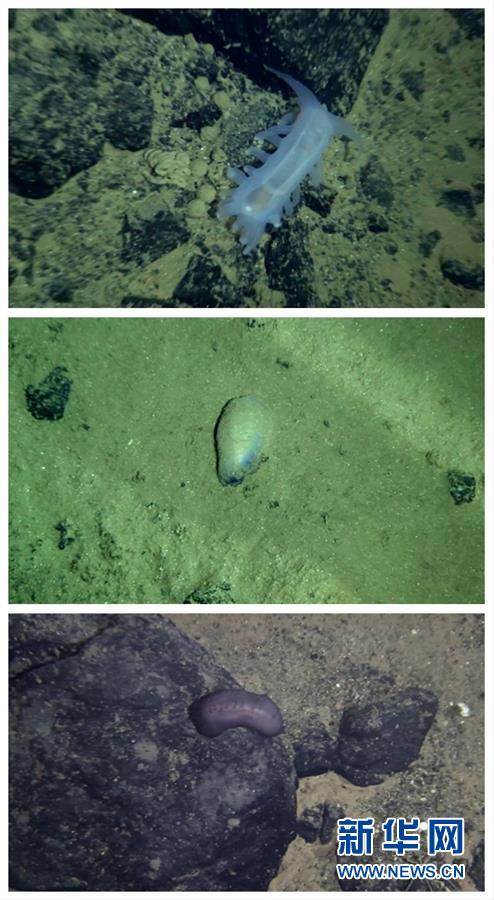 （“蛟龙”潜深渊·图文互动）（5）雅浦海沟动物世界探秘：“蛟龙”号5000米深海大型动物见闻